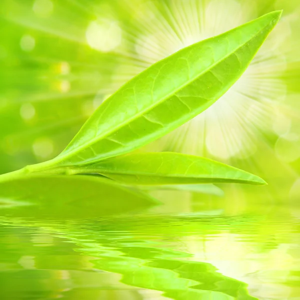 Albero del tè (Thea sinensis ) — Foto Stock