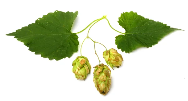 Humulus lupulus — Stockfoto