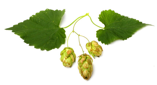 Humulus lupulus