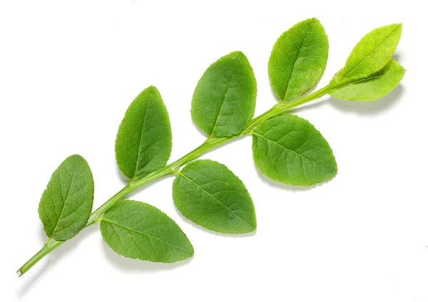 Green branch — Stock Photo, Image