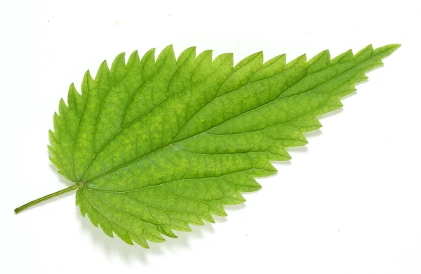 Nettle Leaf — Stock Photo, Image