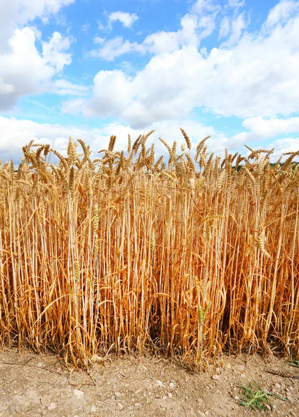 Trigo de pan — Foto de Stock