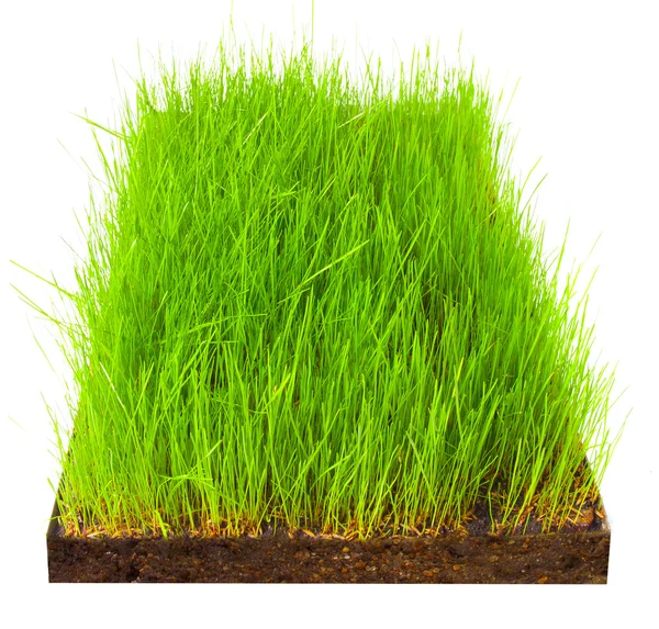 Groen gras — Stockfoto