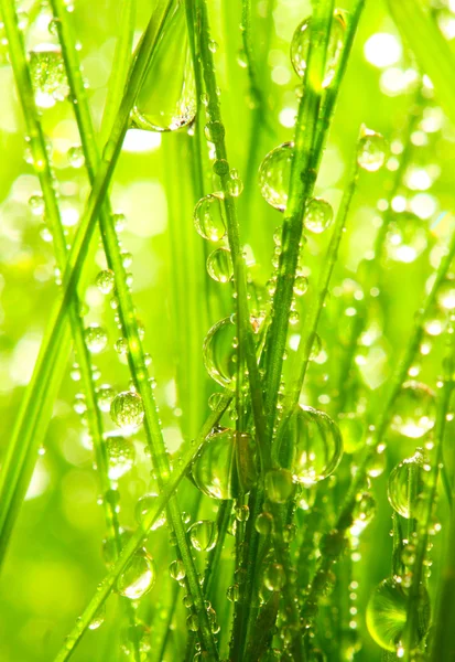 Fresh morning dew on spring grass, natural background — Stock Photo, Image