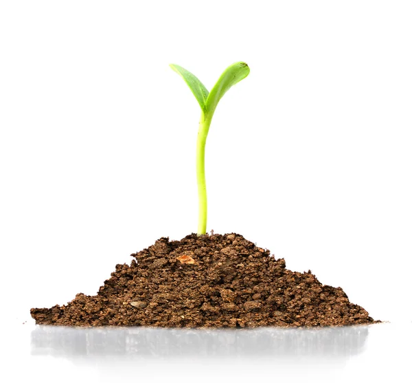 Young seedling growing in a soil. — Stock Photo, Image