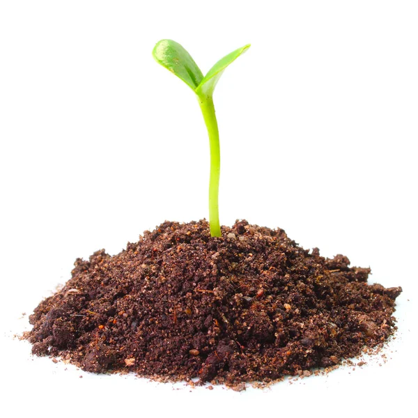 Young seedling growing in a soil. — Stock Photo, Image