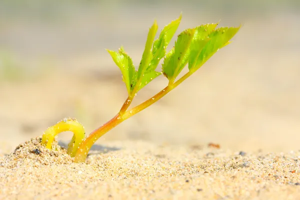 Junger Sämling, der im Wüstensand wächst — Stockfoto