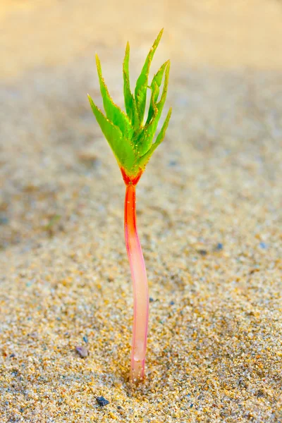 Junger Sämling, der im Wüstensand wächst — Stockfoto