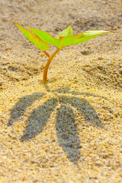 Piantina giovane che cresce in una sabbia del deserto — Foto Stock