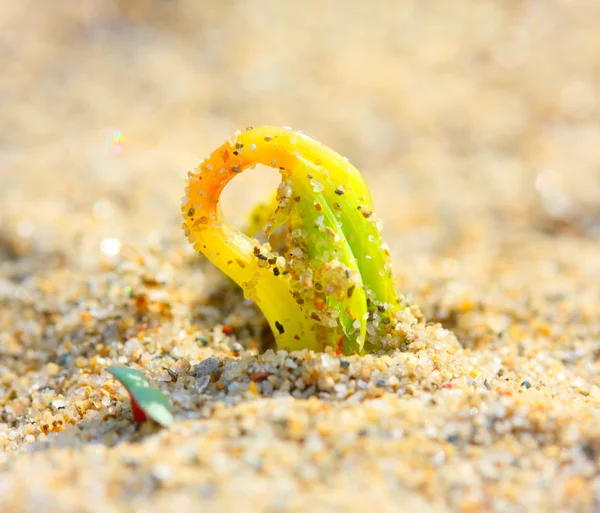 Young seedling growing in a desert sand — Stock Photo, Image
