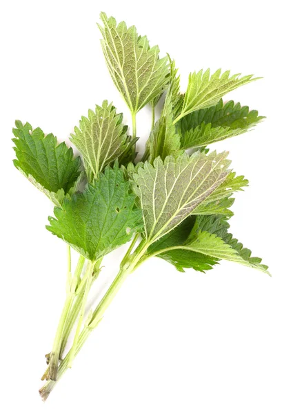 Mentha piperita — Stock Photo, Image