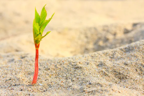 Junger Sämling, der im Wüstensand wächst — Stockfoto