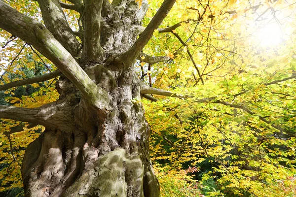 Společný Hornbeam (Carpinus betulus ) — Stock fotografie