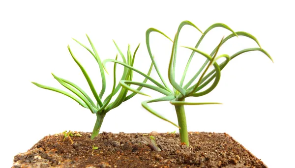 Pflanzen wachsen — Stockfoto