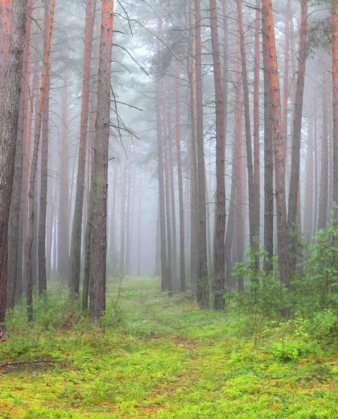 Autumn misty day in The Slavkovsky Forest (Slavkovsky les) — Stock Photo, Image