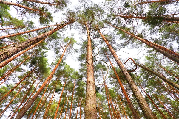 Cielo a través de árboles —  Fotos de Stock