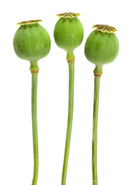 Trzy opium poppyhead — Zdjęcie stockowe