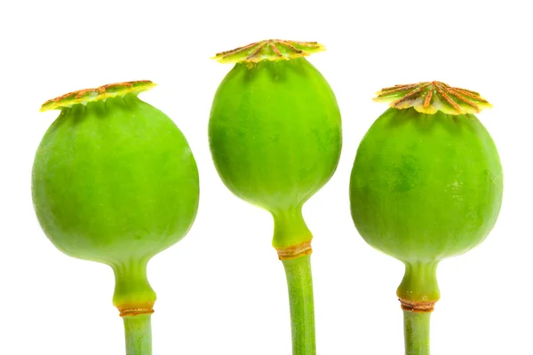 Three opium poppyhead — Stock Photo, Image