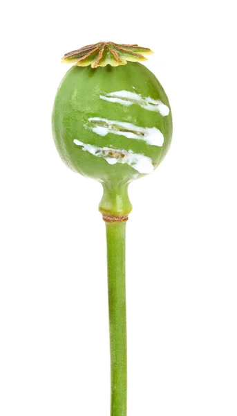 Świeżo krojone opium poppyhead — Zdjęcie stockowe