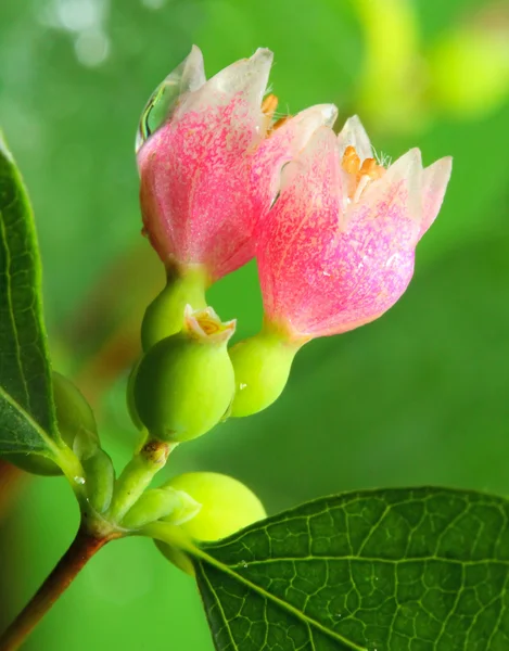 Flores de primavera em ramo — Fotografia de Stock