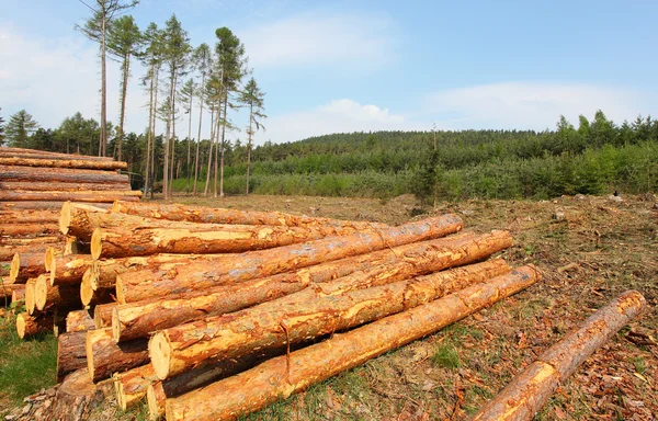 Čerstvě sklizené Skotové borovice — Stock fotografie
