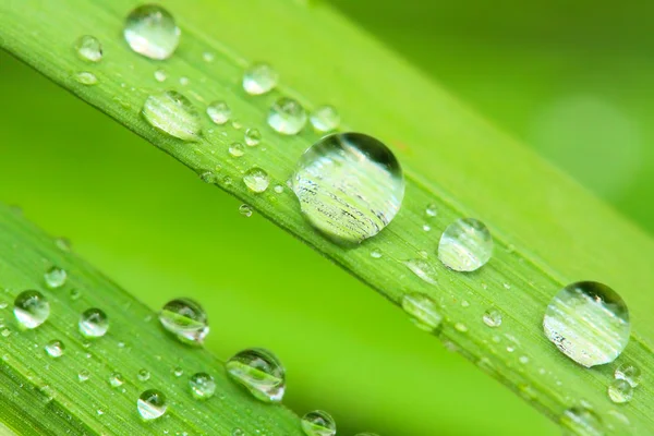 Fresh morning dew — Stock Photo, Image