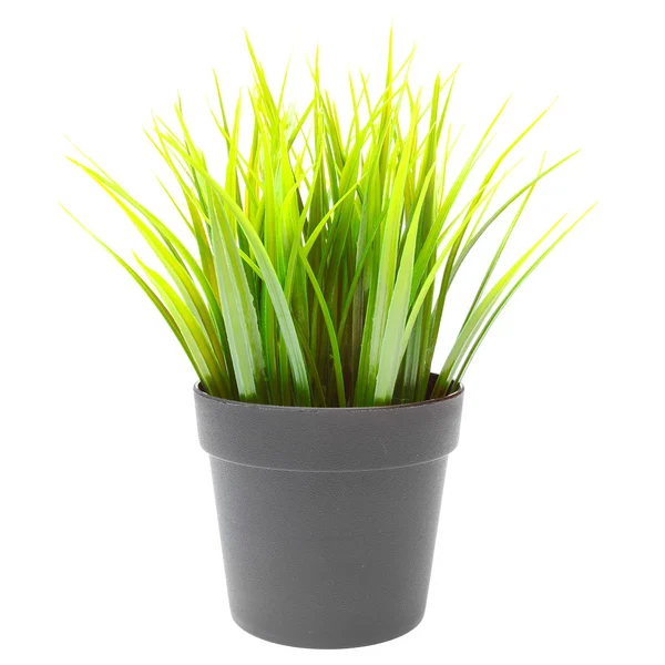 Fresh wheat sprouts in pot — Stock Photo, Image