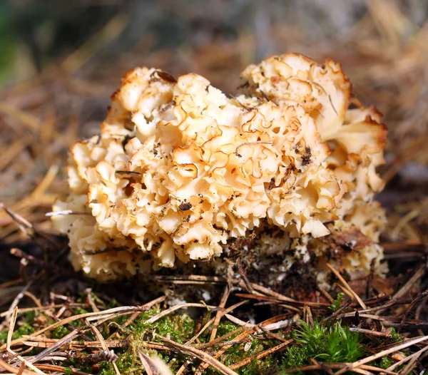 Mushroom in the moss — Stock Photo, Image
