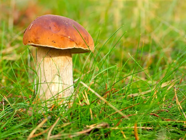 Boletus edulis — Stock Photo, Image