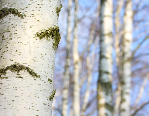 Björkar — Stockfoto