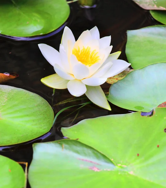European White Waterlily, White Lotus, atau Nenuphar — Stok Foto