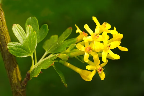 Buffalo Currant flower — Stock Photo, Image