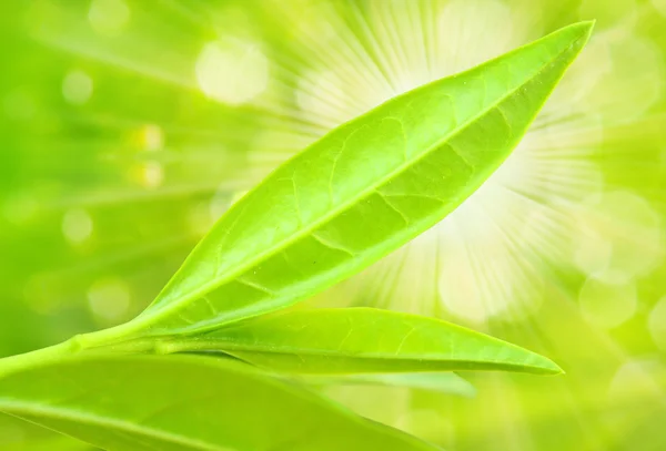 Tea tree leaves — Stock Photo, Image