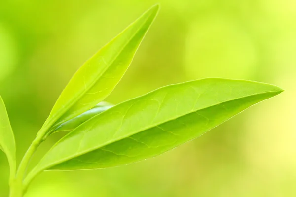 Feuilles de théier — Photo