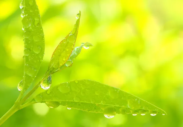 Foglie dell'albero del tè — Foto Stock