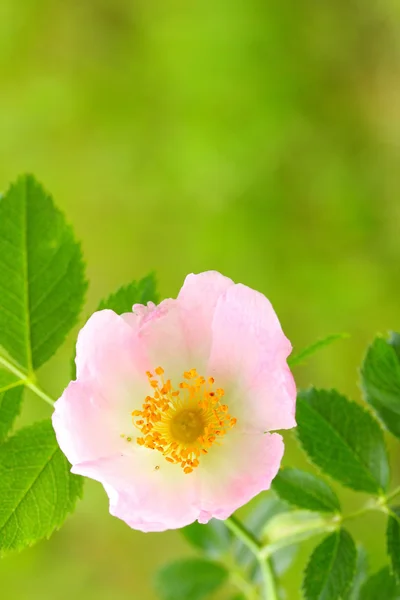 Flor — Foto de Stock