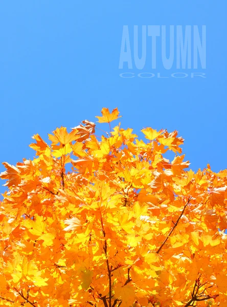 Klon liści - kolory jesieni. — Zdjęcie stockowe