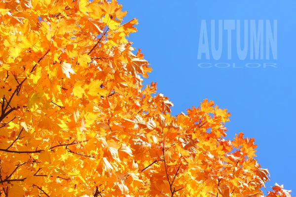 Juhar lomb - őszi színek. — Stock Fotó