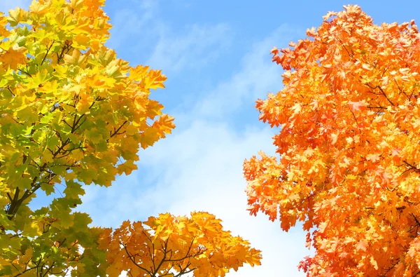 Кленовая листва - осенние цвета . — стоковое фото