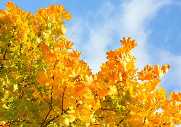 Maple foliage - autumn colors. — Stock Photo, Image