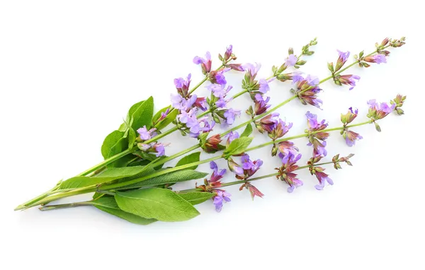 Společné šalvěj (salvia officinalis) — Stock fotografie