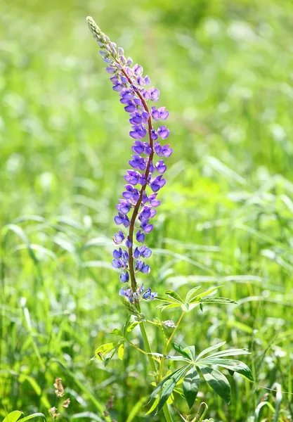 Grandes feuilles de lupin — Photo