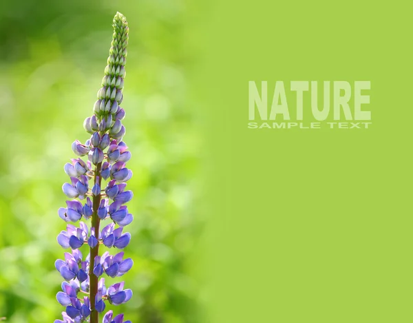 Large-leaved Lupine with space — Stock Photo, Image