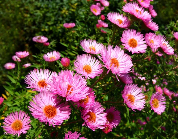 Flores de galo — Fotografia de Stock