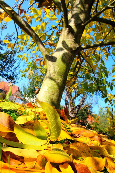 Foglie d'autunno — Foto Stock