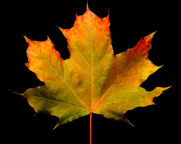 Autumn maple-leaf — Stockfoto