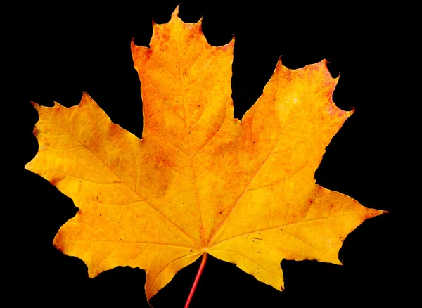 Autumn maple-leaf — Stockfoto