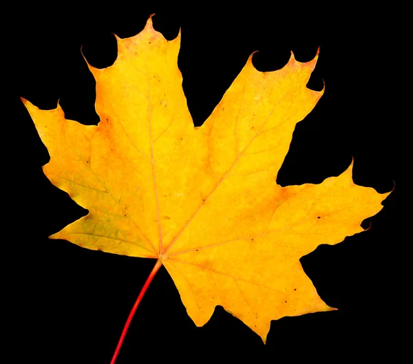 Autumn maple-leaf — Stockfoto