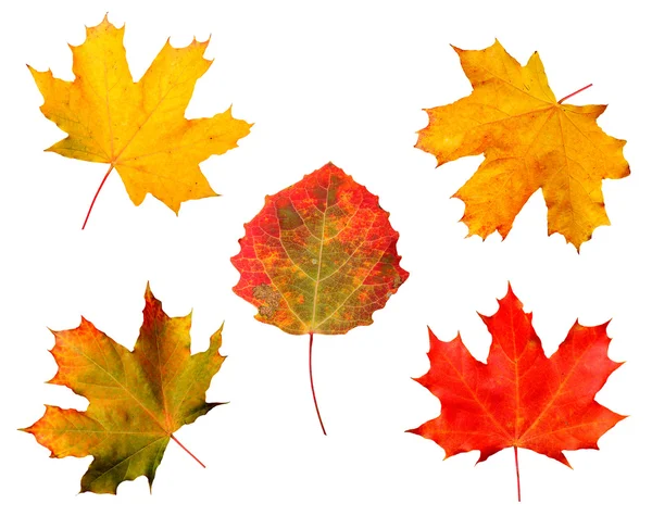 Autumn maple-leaves — Stock Photo, Image