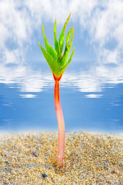 Piantina di semenzaio che cresce in oasi — Foto Stock